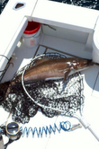 2012 Hog's Breath Cobia Tournament Winner Image
