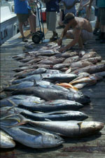 2012 Tuna catch from charter boat Motherload image
