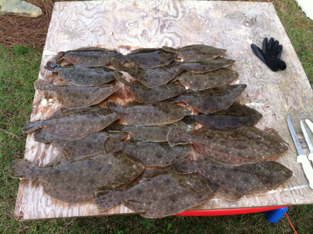 Flounder