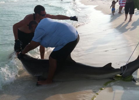 johnnybullsharknavarre image