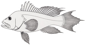black seabass