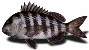 sheepshead