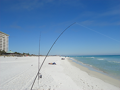 cobia 02d surf