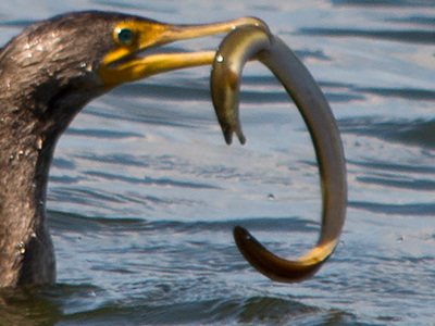 cobia 09a bait
